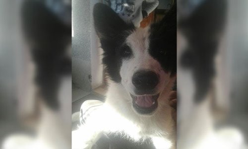 Justice pour le chiot  