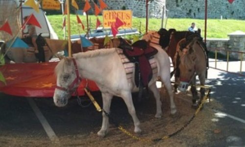Stop au manège à Poneys à Montauban