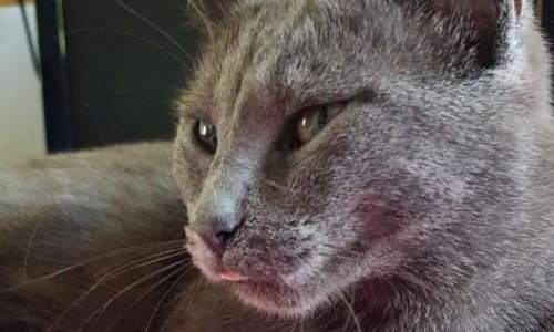 Justice pour Mimine prise pour cible