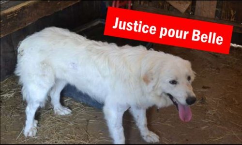 Justice pour Belle, criblée de 50 balles de plomb