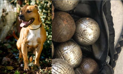 Loucky, accroché à des boules de pétanque et balancé dans un canal