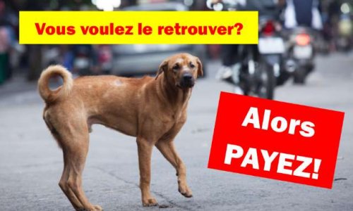 Pet Alert : Soit vous payez, soit vous ne retrouverez jamais votre animal.