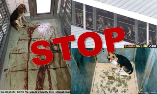 Beagles torturés : Le laboratoire Covance doit être puni !