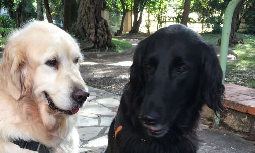 Un lieu de promenade libre pour les chiens à Juan les Pins.