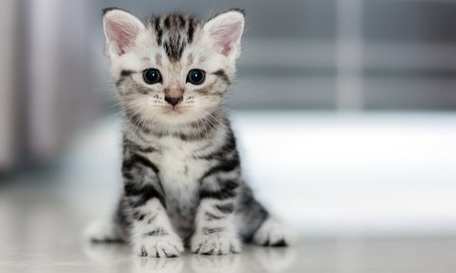 Justice pour le chaton de St-Louis noyé sous les yeux de sa propriétaire