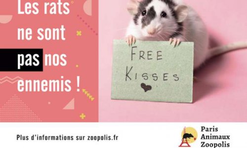 NON à la campagne de dératisation à Montpellier