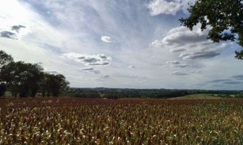 NON AU POULAILLER DE REALVILLE !