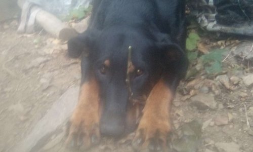 Permis d'obtention d'animal de compagnie