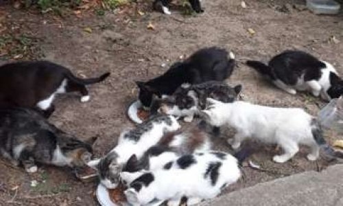 Gérons, contrôlons, protégeons ensemble la population de chats errants sur la commune de Linselles.