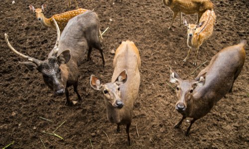 STOP à la chasse en enclos ou safaris de campagne en France !
