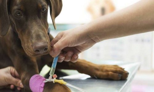 En soutien à la SPA de Marseille et contre la jeune femme qui a démembré et calciné ses chiens