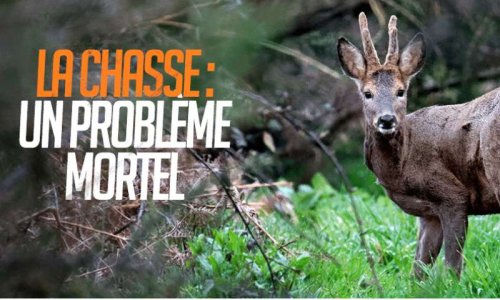 Stop aux tirs sur les loups