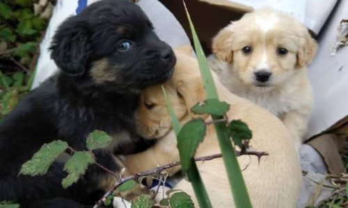 Pour la création d'un téléthon des animaux en France