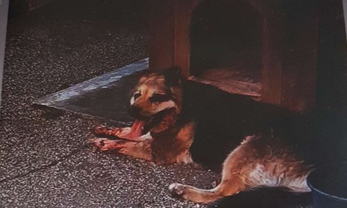 MOI, CHEYENNE, CHIENNE MALTRAITEE, ETRE VIVANT ET SENSIBLE, JE DEMANDE JUSTICE