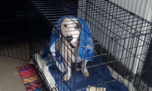 Tout pour sauver Bobby