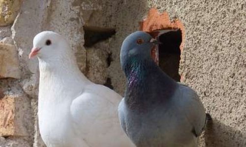 STOP à la capture des pigeons prévue pour 2020 à Salon de Provence dans le département des Bouches du Rhône