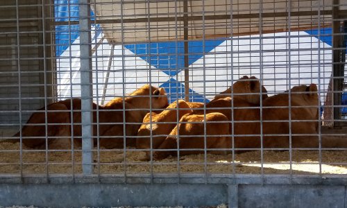 Encore un cirque avec animaux sauvages à Abbeville !
