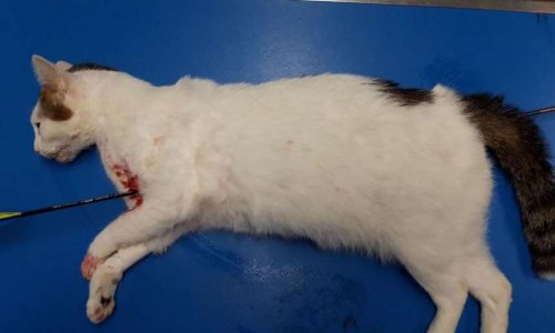 La justice pour Tenshi