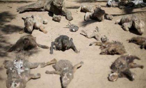 Faire fermer de nouveau le zoo de Gaza