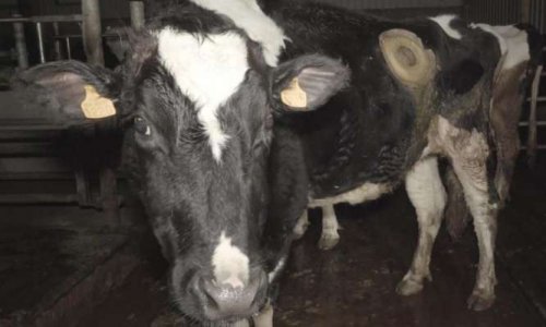 Arrêtons les expériences sur les vaches à hublot