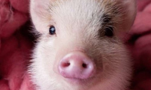 Oui aux cochons miniatures à Baie-Comeau