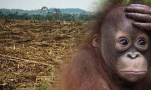 Sauvons les orangs-outans