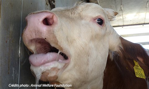 Stop à l'exportation d'animaux vivants !