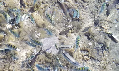 Demande d'extension de la saison touristique à Cuba