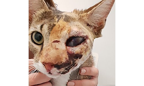 Justice pour Loulie, retrouvée criblée de plombs