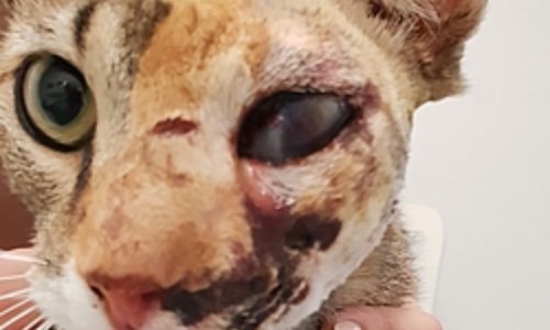 Justice pour Loulie, criblée de plombs par un chasseur en Isère.