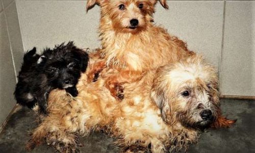 Interdiction à vie de détenir un animal pour cette tortionnaire