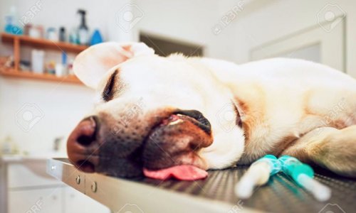 Réglementation des euthanasies afin d'éviter les abus