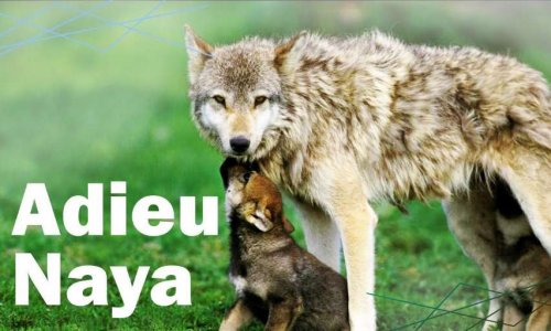 Justice pour la louve Naya et ses petits