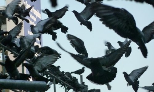NON au MASSACRE des Pigeons à Sablé-sur-Sarthe