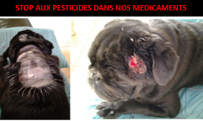 Antiparasitaires chimiques : STOP à l'intoxication de nos animaux !