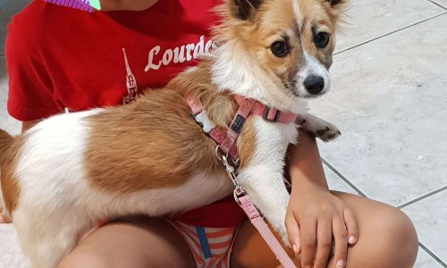 Pour que SPEEDY soit rendue à sa famille réunionnaise !