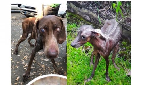 Une vraie SPA en Martinique