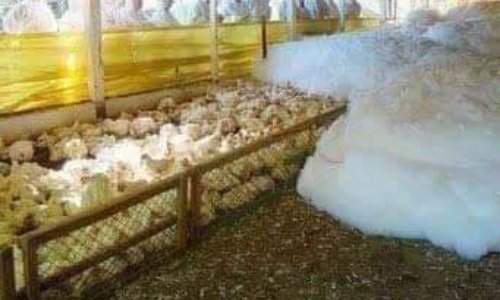 Non aux produits chimiques pour les animaux