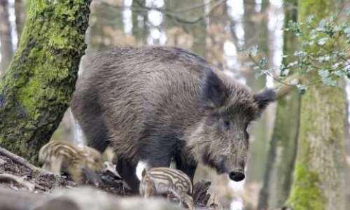 Stop aux tirs de nuits sur les sangliers dans les Yvelines !