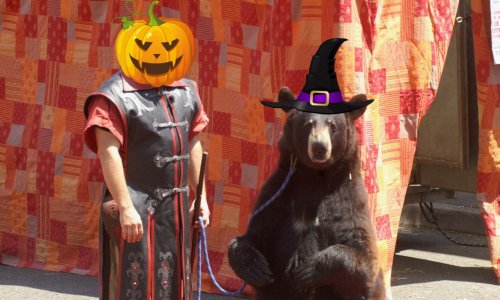 Non à l'exploitation de l'ours Valentin à la fête des sorcières de Chalindrey les 26 et 27 octobre 2019