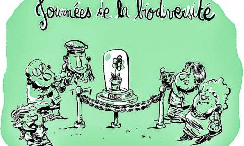 Pour la sauvegarde des arbres à Bédarieux