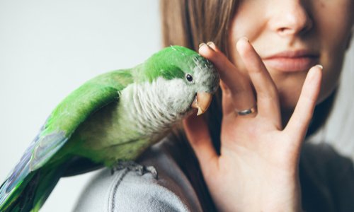 Pour un dispositif d'interdiction de détention de certains animaux non domestiques