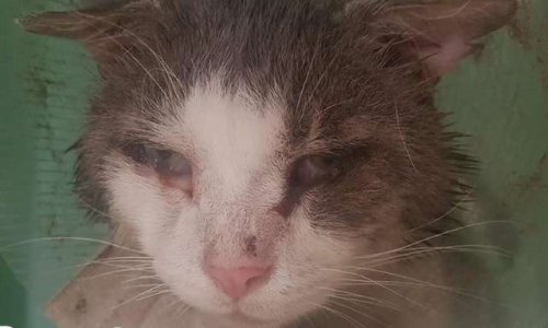 POUR LA STERILISATION DES CHATS ERRANTS D'AUBERVILLIERS