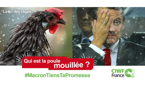 M. Macron, tenez vos engagements à sortir les poules des cages !