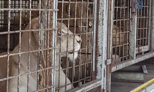 Martigues ne doit plus accepter les Cirques avec les Animaux