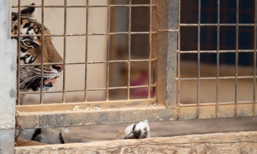 STOP aux Cirques AVEC animaux dans le Lot et Garonne