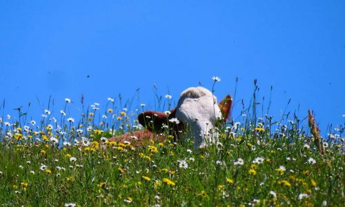 Plantes en élevage : soutenons les 1052 éleveurs et éleveuses hors la loi