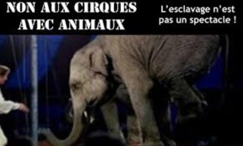 Boycottons le cirque Zavatta aux Herbiers !