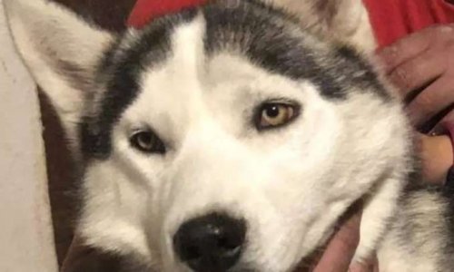 Justice pour la chienne Husky de 11 mois,  assassinée à coups de fusil de chasse par un éleveur à Saint- Senoch
