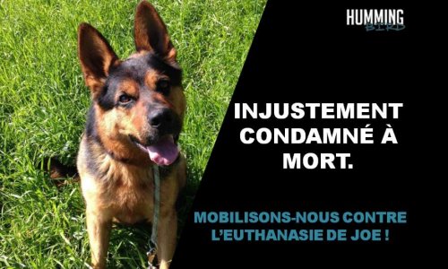 Contre l'euthanasie de Joé !